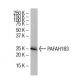 PAFAH1B3 Antibody (37-K) - Western Blotting - Image 33600 