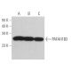 PAFAH1B3 Antibody (D-8) - Western Blotting - Image 367157