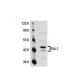 PAI-1/SERPINE1 Antibody (3A120) - Western Blotting - Image 20524 