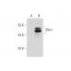 PAI-1/SERPINE1 Antibody (3A120) - Western Blotting - Image 131675