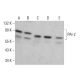 western blotting image from recommended PAI-2 (E-1) monoclonal antibody replacement. Image 381355