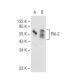 PAI-2 Antibody (E-1) - Western Blotting - Image 82659