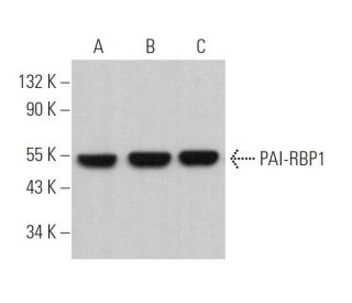 PAI-RBP1 Antibody (F-8) - Western Blotting - Image 364395 