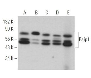 Paip1 Antibody (E-7) - Western Blotting - Image 366844 
