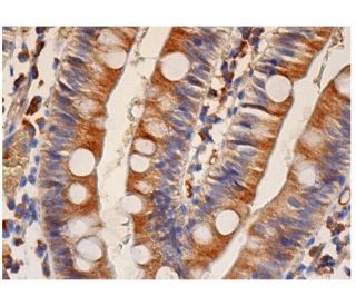 Paip2 Antibody (A-2) - Immunohistochemistry - Image 284894 