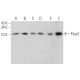 Paip2 Antibody (A-2) - Western Blotting - Image 366586