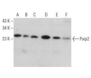 Paip2 Antibody (C-8) - Western Blotting - Image 373561 