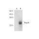 Paip2b Antibody (E-9) - Western Blotting - Image 314071