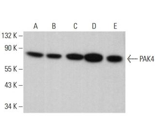 PAK4 Antibody (B-6) - Western Blotting - Image 381433 