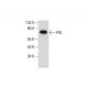 PAL Antibody (E-9) - Western Blotting - Image 317983