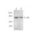 PAL Antibody (E-9) - Western Blotting - Image 318035 