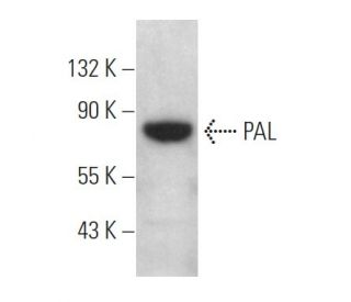 PAL Antibody (E-9) - Western Blotting - Image 369020 