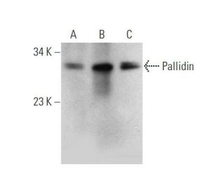 Pallidin Antibody (A-11) - Western Blotting - Image 353448
