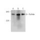 Pallidin Antibody (A-11) - Western Blotting - Image 353448
