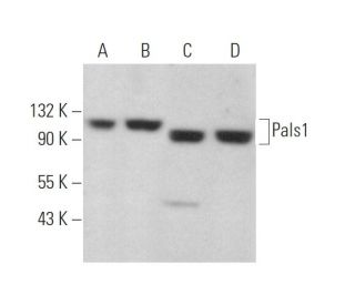 Pals1 Antibody (G-5) - Western Blotting - Image 372571 