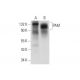 PAM Antibody (F-4) - Western Blotting - Image 314106