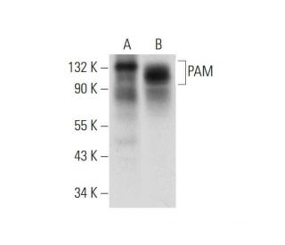 PAM Antibody (F-4) - Western Blotting - Image 314106SAM Transcription Activation: SAM system utilizing dCas9-VP64, MS2-P65-HSF1, and sgRNA for precise gene transcription activation.
