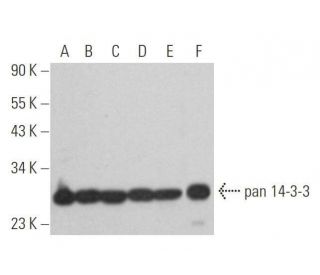 pan 14-3-3 Antibody (B-11) - Western Blotting - Image 352776 