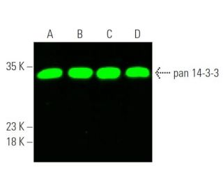 pan-14-3-3-antibody-b-8-