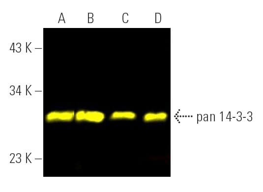 pan 14-3-3 Antibody (B-8) | SCBT - Santa Cruz Biotechnology