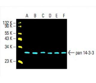 pan 14-3-3 Antibody (B-8) | SCBT - Santa Cruz Biotechnology
