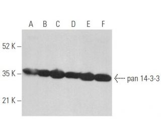 pan 14-3-3 Antibody (F-1) - Western Blotting - Image 354651 