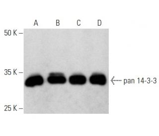 Pan 14-3-3 Antibody (H-8) PE