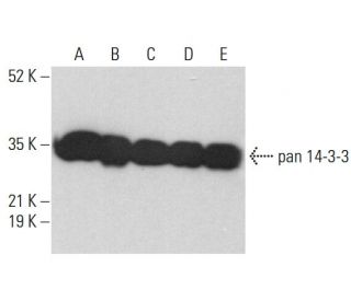 pan 14 3 3 Antibody H 8 SCBT Santa Cruz Biotechnology