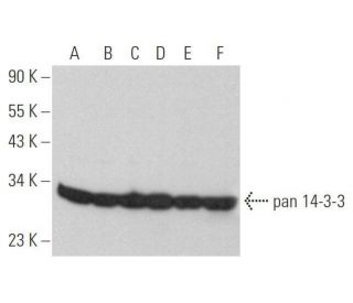 western blotting image from recommended pan 14-3-3 (B-8) monoclonal antibody replacement. Image 352778
