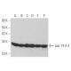western blotting image from recommended pan 14-3-3 (B-8) monoclonal antibody replacement. Image 352778
