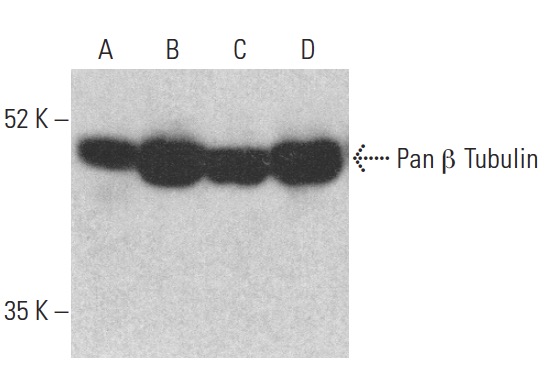 Pan beta Tubulin Antibody C 10 SCBT Santa Cruz Biotechnology