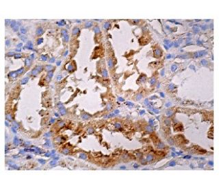 pan cathepsin Antibody (C-5) - Immunohistochemistry - Image 161077 