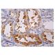pan cathepsin Antibody (C-5) - Immunohistochemistry - Image 161077 
