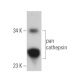 pan cathepsin Antibody (C-5) - Western Blotting - Image 367489