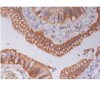 pan cathepsin Antibody (D-2) - Immunohistochemistry - Image 286499 