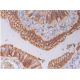 pan cathepsin Antibody (D-2) - Immunohistochemistry - Image 286499 