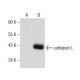 pan cathepsin Antibody (D-2) - Western Blotting - Image 260759