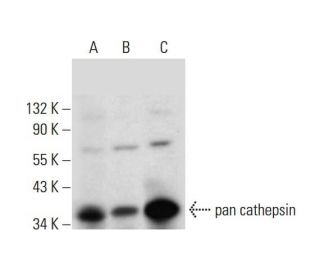 western blotting image from recommended pan cathepsin (H-1) monoclonal antibody replacement. Image 297997