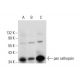 western blotting image from recommended pan cathepsin (H-1) monoclonal antibody replacement. Image 297997