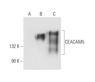 pan CEA Antibody (4/3/17) - Western Blotting - Image 62996 