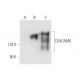 pan CEA Antibody (4/3/17) - Western Blotting - Image 62996 