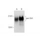 pan CEA Antibody (B-1) - Western Blotting - Image 304509