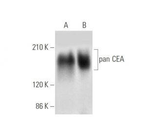 pan CEA Antibody (C-4) - Western Blotting - Image 305650 
