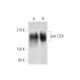 pan CEA Antibody (C-4) - Western Blotting - Image 305650 