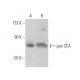 pan CEA Antibody (C-4) - Western Blotting - Image 360192