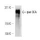 pan CEA Antibody (D-3) - Western Blotting - Image 14629 
