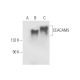 pan CEA Antibody (D-3) - Western Blotting - Image 62978 