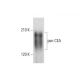 pan CEA Antibody (H-7) - Western Blotting - Image 305772