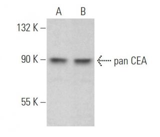 pan CEA Antibody (H-7) - Western Blotting - Image 374851 