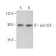 pan CEA Antibody (H-7) - Western Blotting - Image 374851 